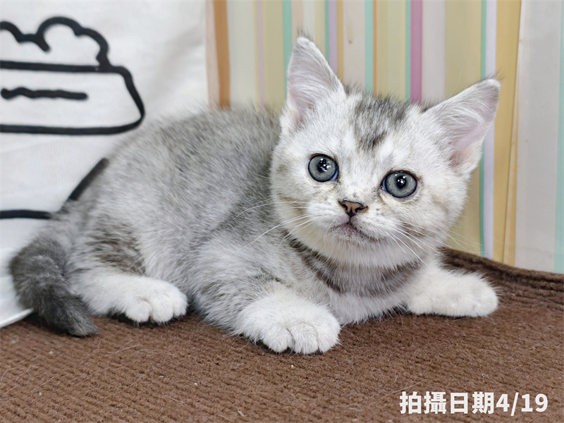 115年02月出生：《立耳英國短毛母貓》 (銀漸層)