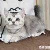 115年02月出生：《立耳英國短毛母貓》 (銀漸層)