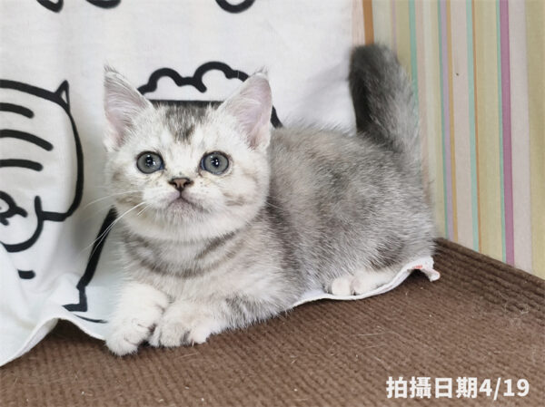 115年02月出生：《立耳英國短毛母貓》 (銀漸層)