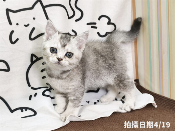 115年02月出生：《立耳英國短毛母貓》 (銀漸層)