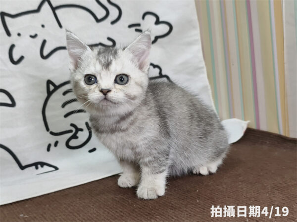 115年02月出生：《立耳英國短毛母貓》 (銀漸層)