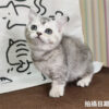 115年02月出生：《立耳英國短毛母貓》 (銀漸層)