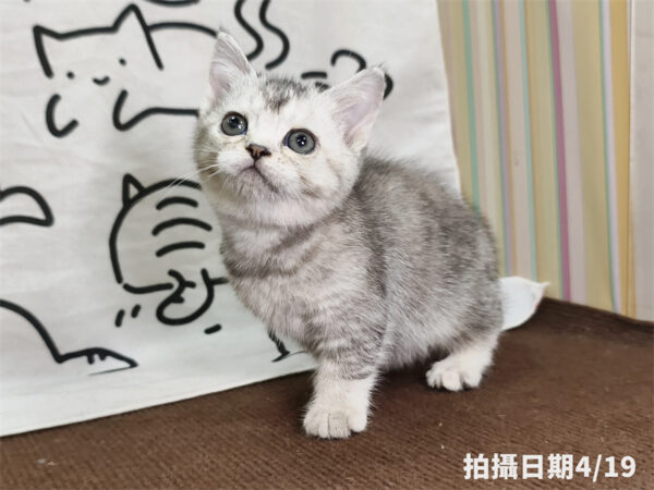 115年02月出生：《立耳英國短毛母貓》 (銀漸層)