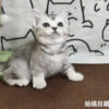 115年02月出生：《立耳英國短毛母貓》 (銀漸層)