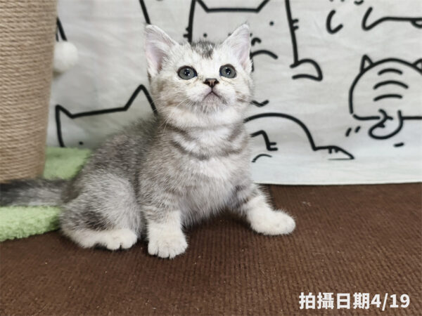115年02月出生：《立耳英國短毛母貓》 (銀漸層)
