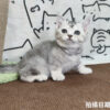 115年02月出生：《立耳英國短毛母貓》 (銀漸層)