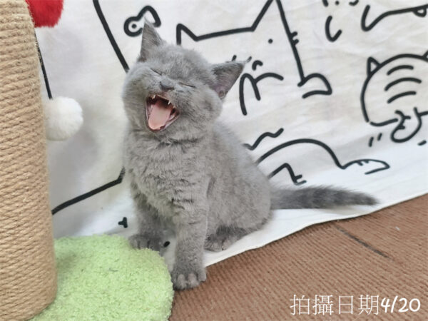 115年03月出生：《立耳英國短毛公貓》 (藍)