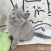115年03月出生：《立耳英國短毛公貓》 (藍)