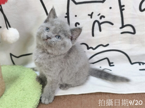 115年03月出生：《立耳英國短毛公貓》 (藍)
