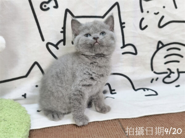 115年03月出生：《立耳英國短毛公貓》 (藍)