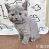 115年03月出生：《立耳英國短毛公貓》 (藍)