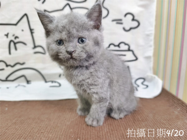 115年03月出生：《立耳英國短毛公貓》 (藍)