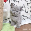 115年03月出生：《立耳英國短毛公貓》 (藍)