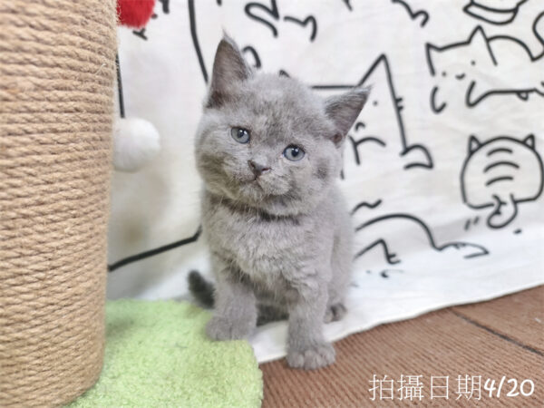 115年03月出生：《立耳英國短毛公貓》 (藍)