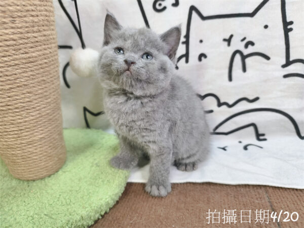 115年03月出生：《立耳英國短毛公貓》 (藍)