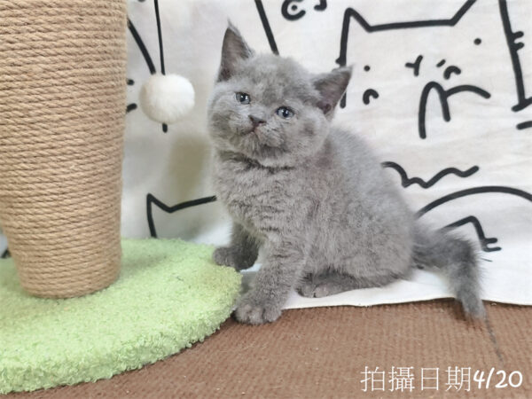 115年03月出生：《立耳英國短毛公貓》 (藍)