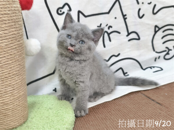 115年03月出生：《立耳英國短毛公貓》 (藍)