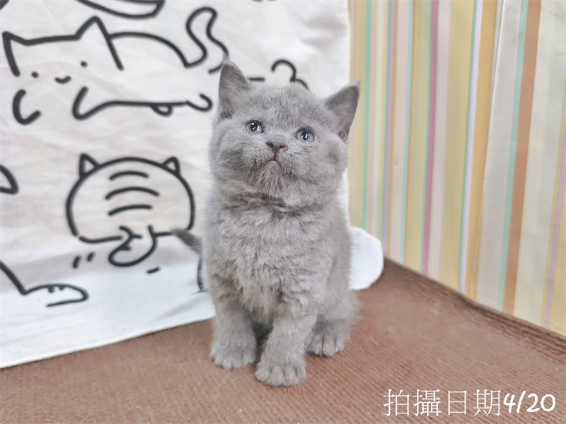 115年03月出生：《立耳英國短毛公貓》 (藍)