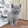115年03月出生：《立耳英國短毛公貓》 (藍)