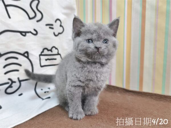 115年03月出生：《立耳英國短毛公貓》 (藍)