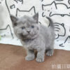 115年03月出生：《立耳英國短毛公貓》 (藍)