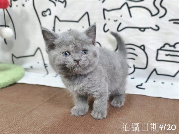 115年03月出生：《立耳英國短毛公貓》 (藍)