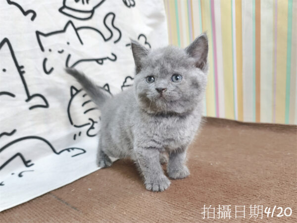 115年03月出生：《立耳英國短毛公貓》 (藍)
