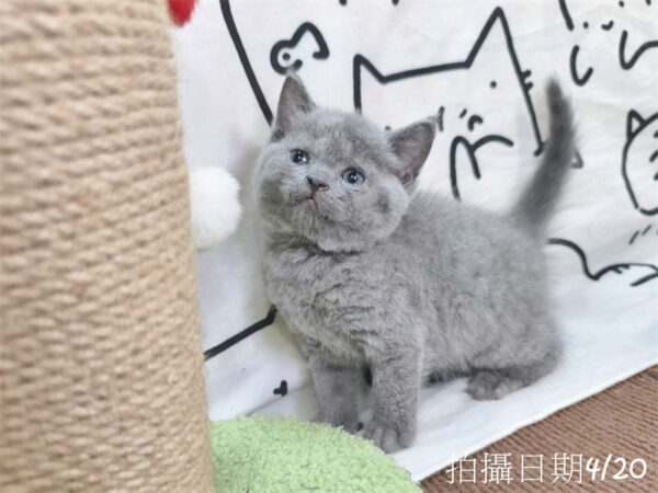 115年03月出生：《立耳英國短毛公貓》 (藍)