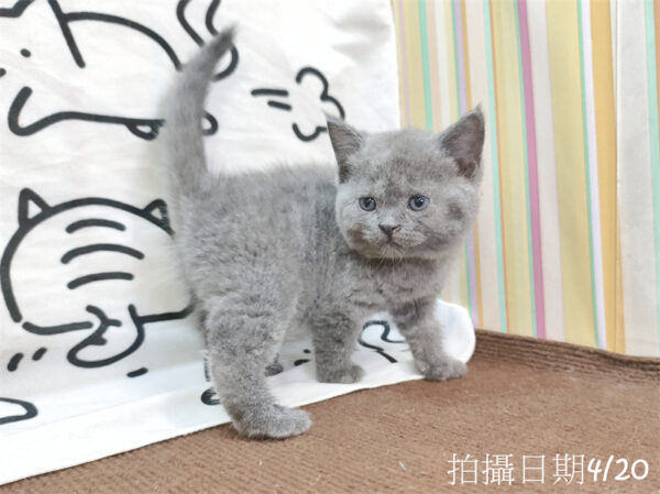 115年03月出生：《立耳英國短毛公貓》 (藍)