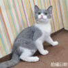 115年02月出生：《立耳英國短毛公貓》 (藍白)