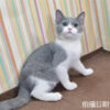 115年02月出生：《立耳英國短毛公貓》 (藍白)