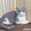 115年02月出生：《立耳英國短毛公貓》 (藍白)
