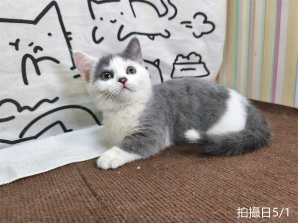 115年02月出生：《立耳曼赤肯短腿母貓》 (藍加白)