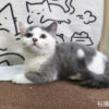 115年02月出生：《立耳曼赤肯短腿母貓》 (藍加白)