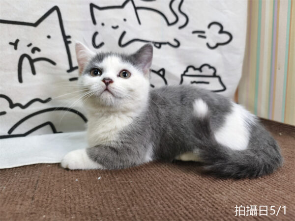 115年02月出生：《立耳曼赤肯短腿母貓》 (藍加白)