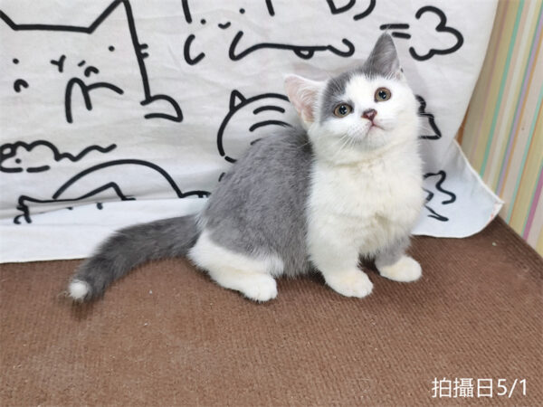 115年02月出生：《立耳曼赤肯短腿母貓》 (藍加白)