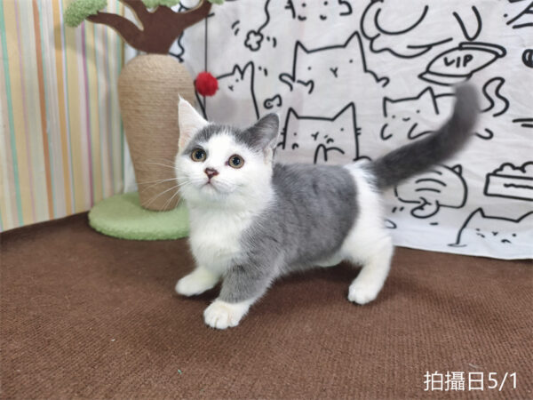 115年02月出生：《立耳曼赤肯短腿母貓》 (藍加白)
