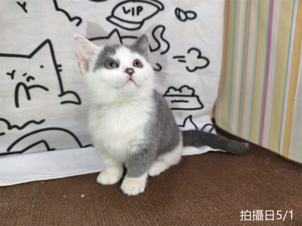115年02月出生：《立耳曼赤肯短腿母貓》 (藍加白)