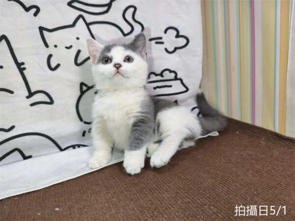 115年02月出生：《立耳曼赤肯短腿母貓》 (藍加白)