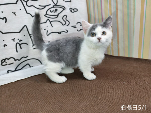 115年02月出生：《立耳曼赤肯短腿母貓》 (藍加白)