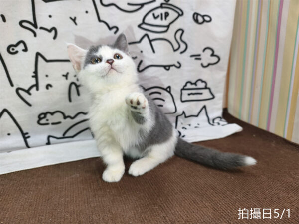 115年02月出生：《立耳曼赤肯短腿母貓》 (藍加白)