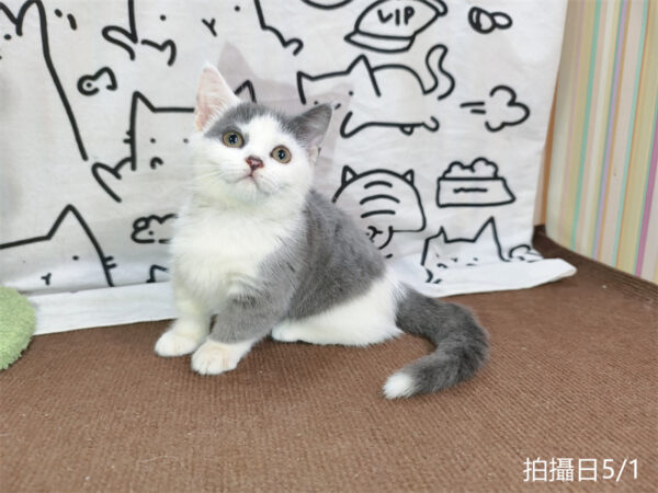 115年02月出生：《立耳曼赤肯短腿母貓》 (藍加白)