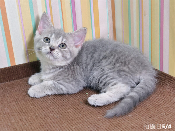 115年03月出生：《立耳英國短毛母貓》 (已被預訂)
