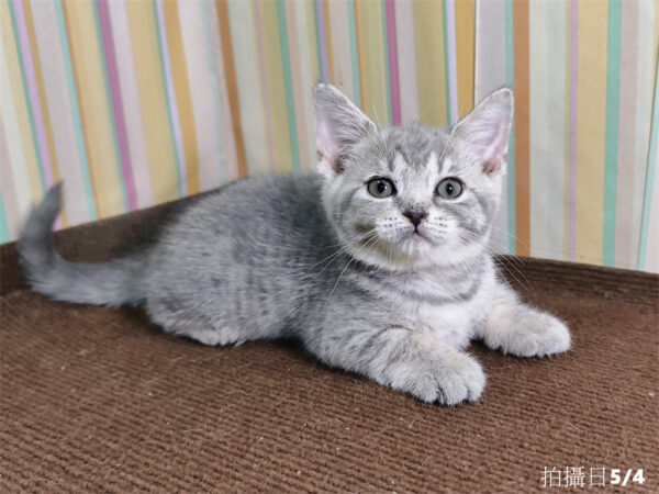 115年03月出生：《立耳英國短毛母貓》 (已被預訂)