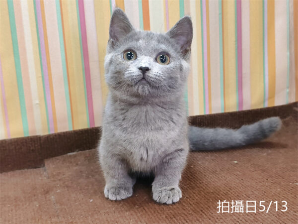051301 115年02月出生:《立耳曼赤肯短腿母貓》 (已售)