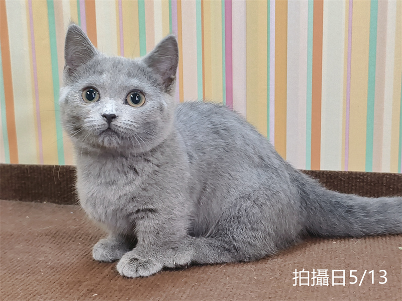 115年02月出生：《立耳曼赤肯短腿母貓》 (藍)