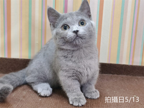 051304 115年02月出生:《立耳曼赤肯短腿母貓》 (已售)