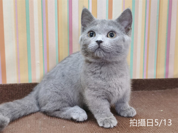 051305 115年02月出生:《立耳曼赤肯短腿母貓》 (已售)