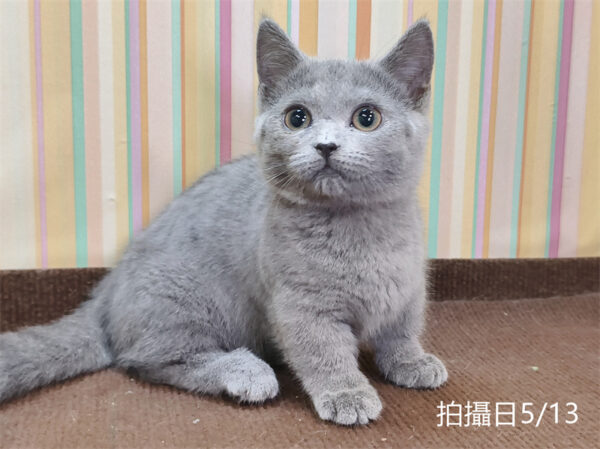 051306 115年02月出生:《立耳曼赤肯短腿母貓》 (已售)