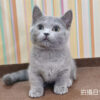 051307 115年02月出生:《立耳曼赤肯短腿母貓》 (已售)